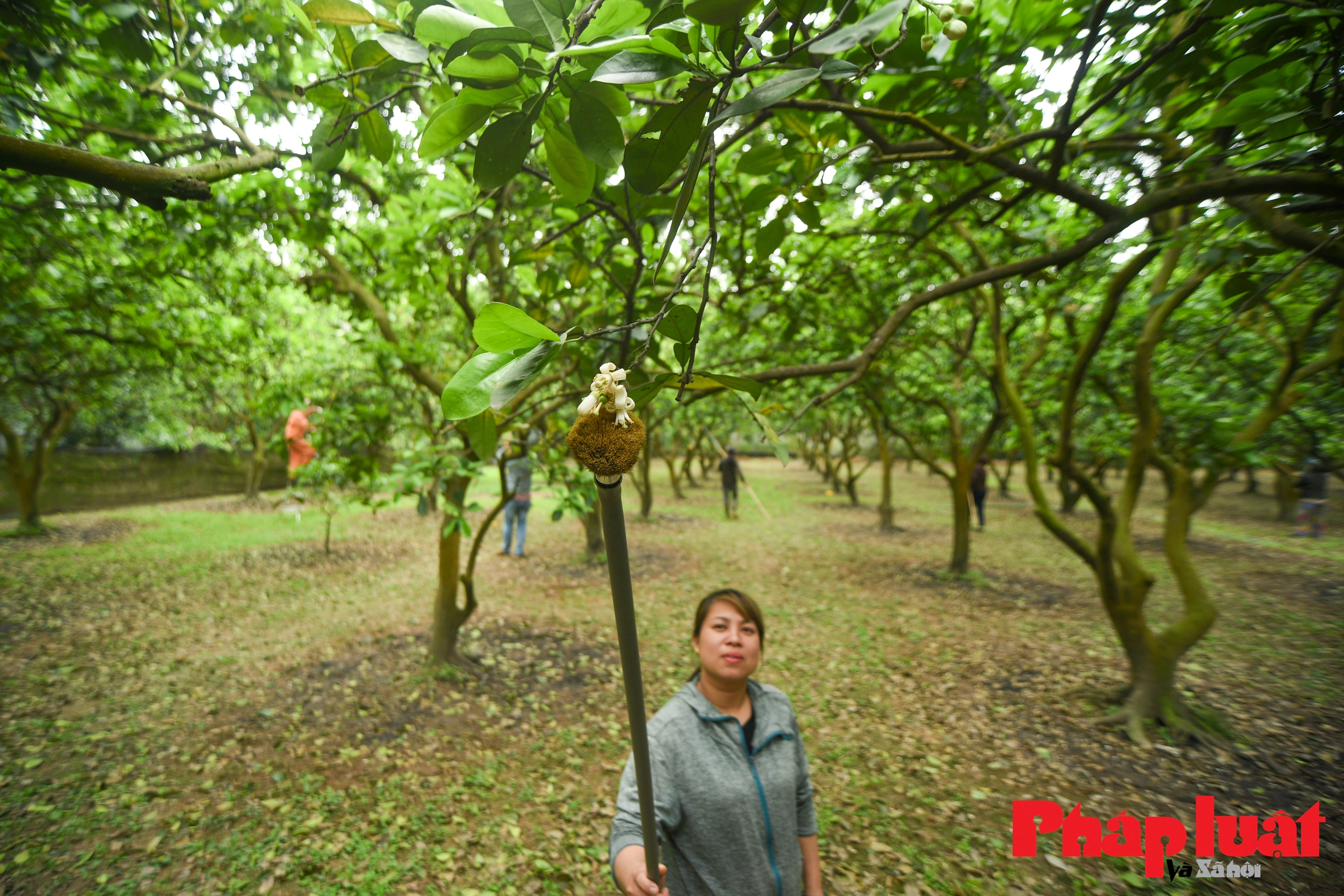 Nông dân thay ong bướm 