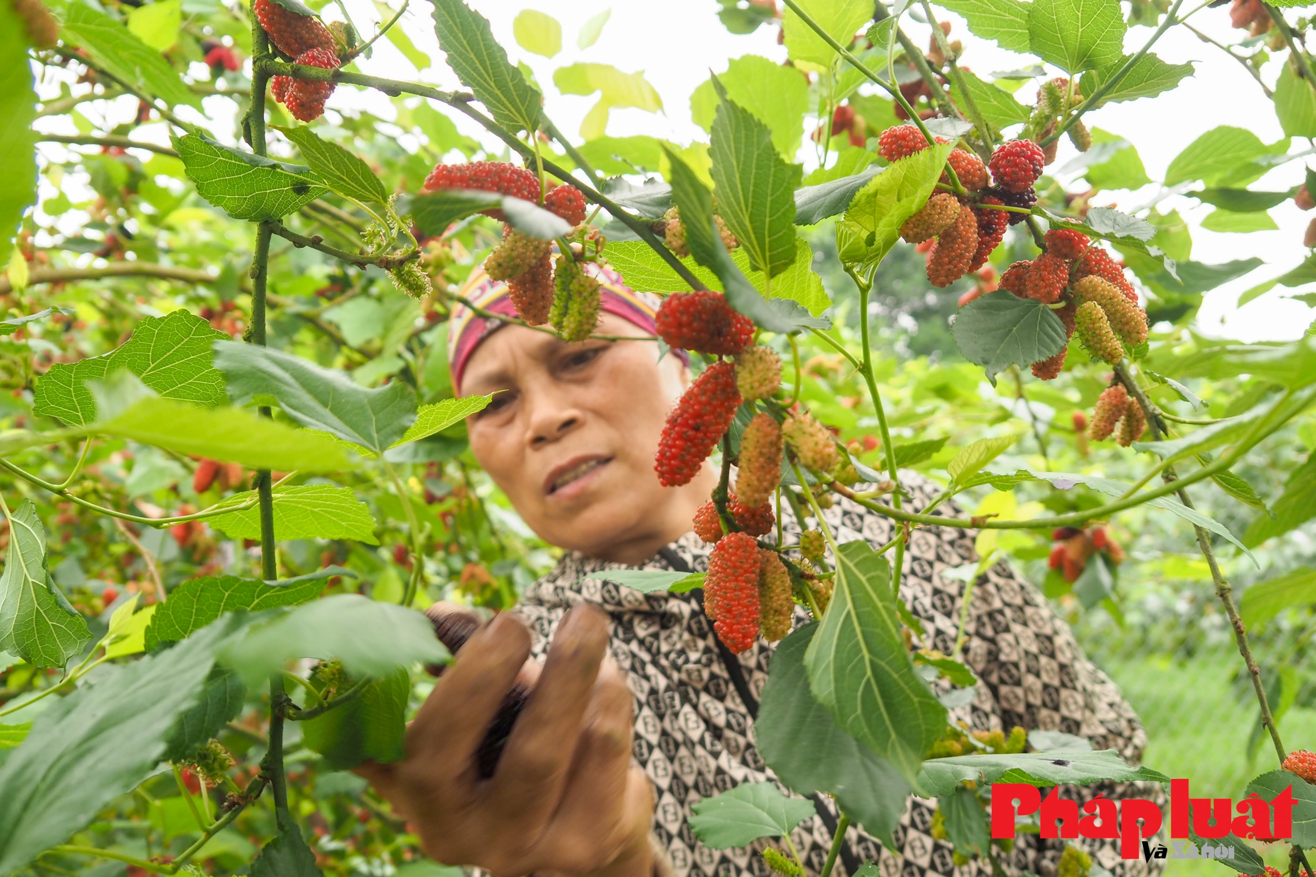 Mùa dâu tằm đỏ rực ở ngoại thành Hà Nội