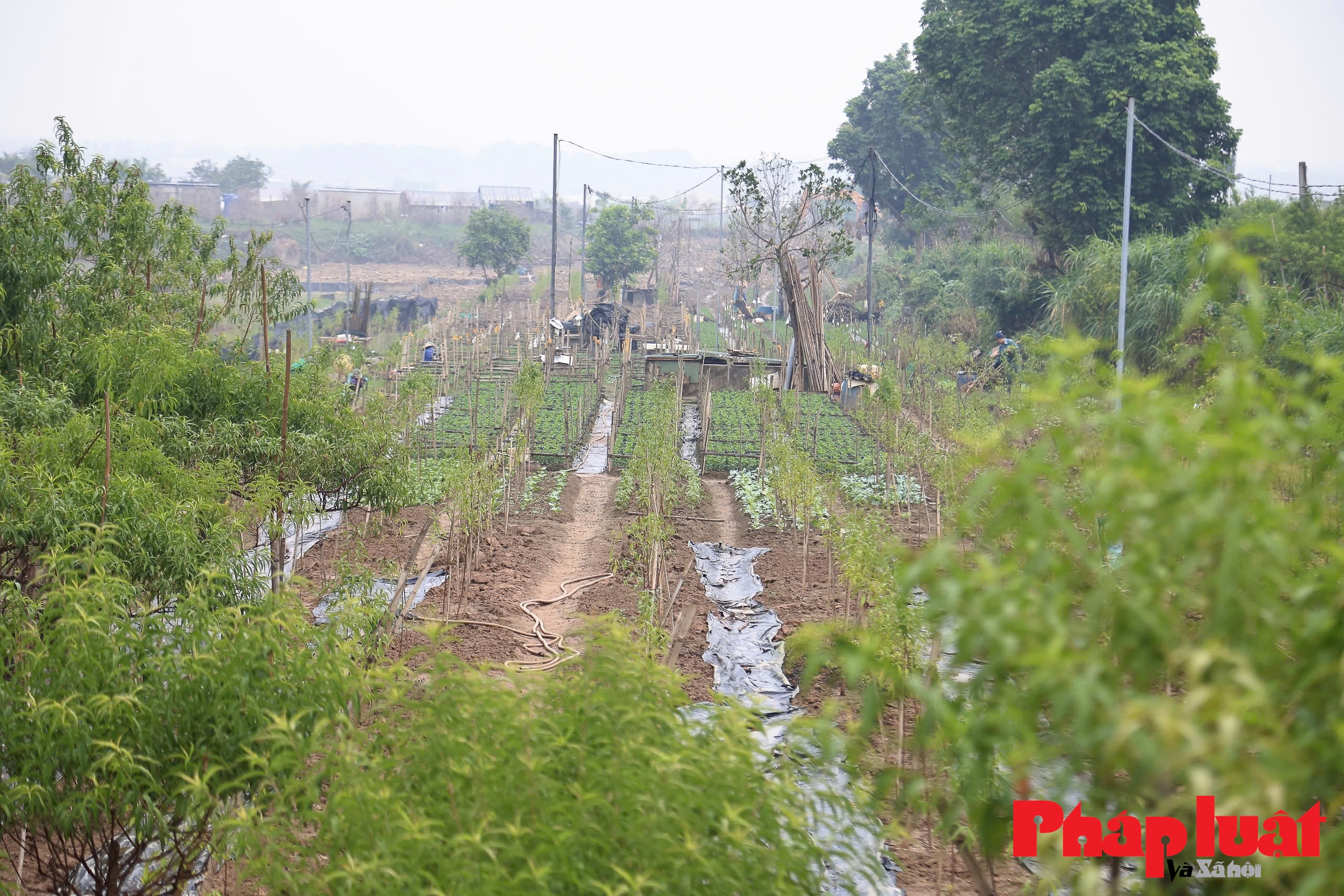 Người làng đào Nhật Tân hối hả hồi sinh đào Tết sau bão Người làng đào Nhật Tân hối hả hồi sinh đào Tết sau bão