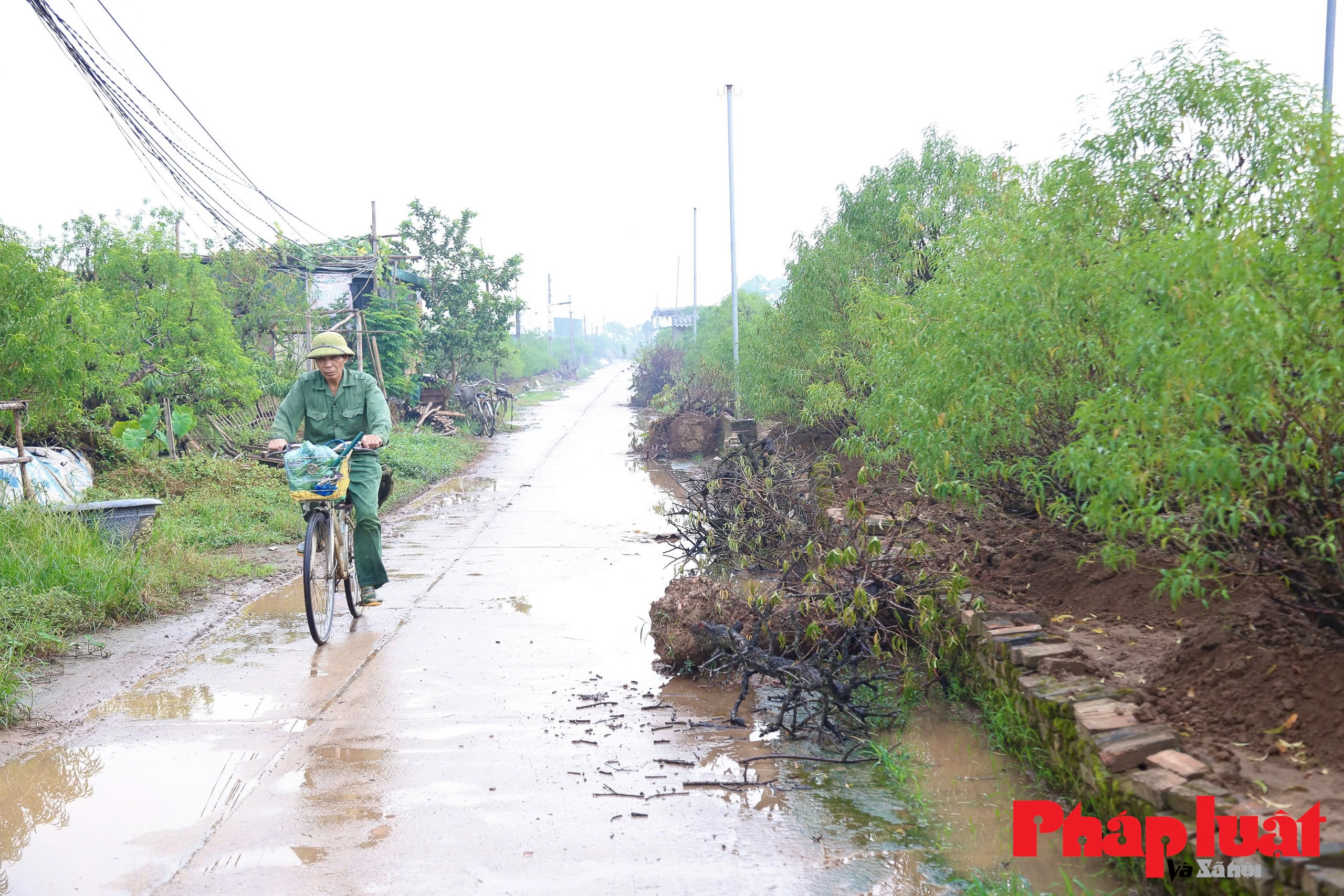 Người làng đào Nhật Tân hối hả hồi sinh đào Tết sau bão Người làng đào Nhật Tân hối hả hồi sinh đào Tết sau bão