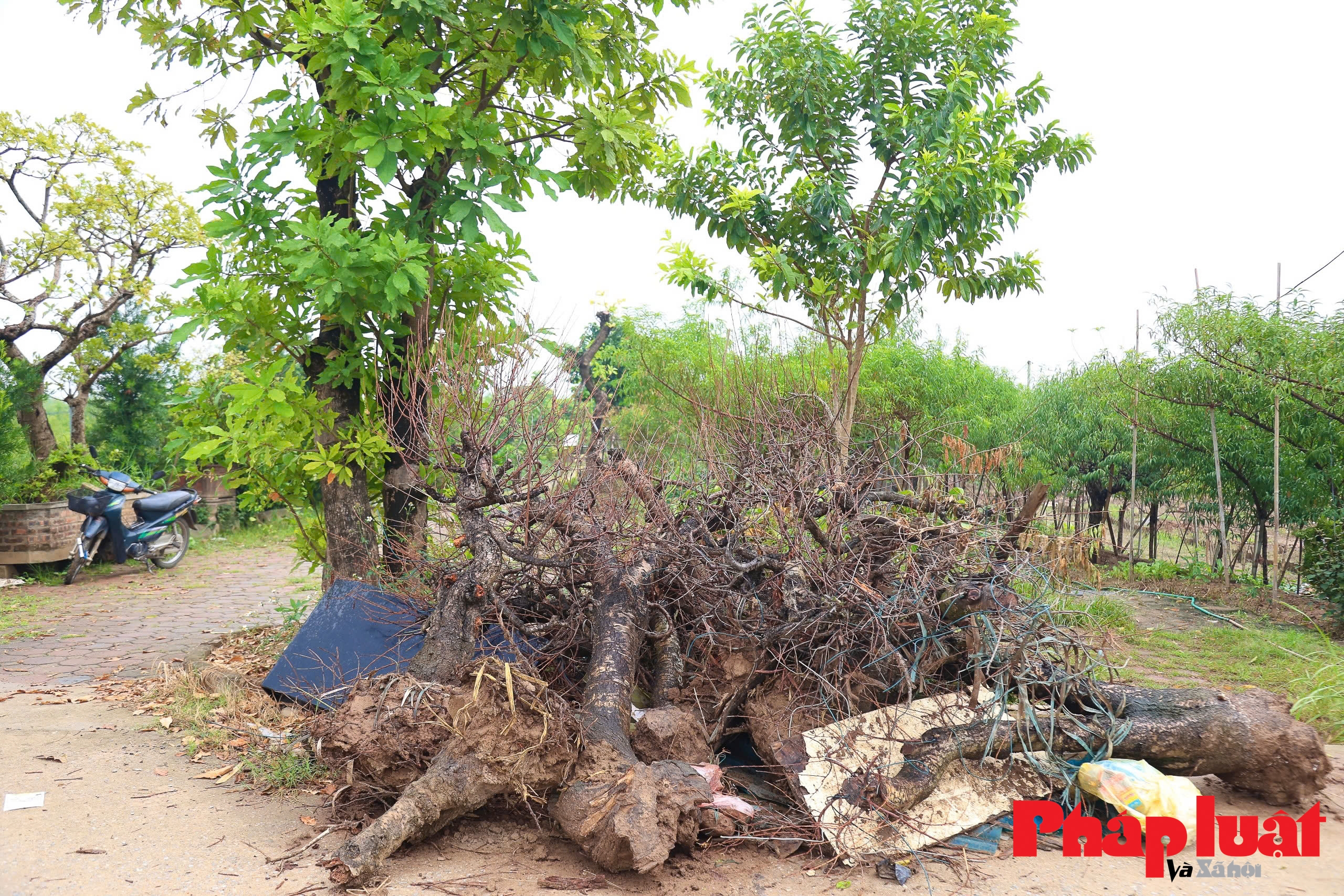 Người làng đào Nhật Tân hối hả hồi sinh đào Tết sau bão Người làng đào Nhật Tân hối hả hồi sinh đào Tết sau bão