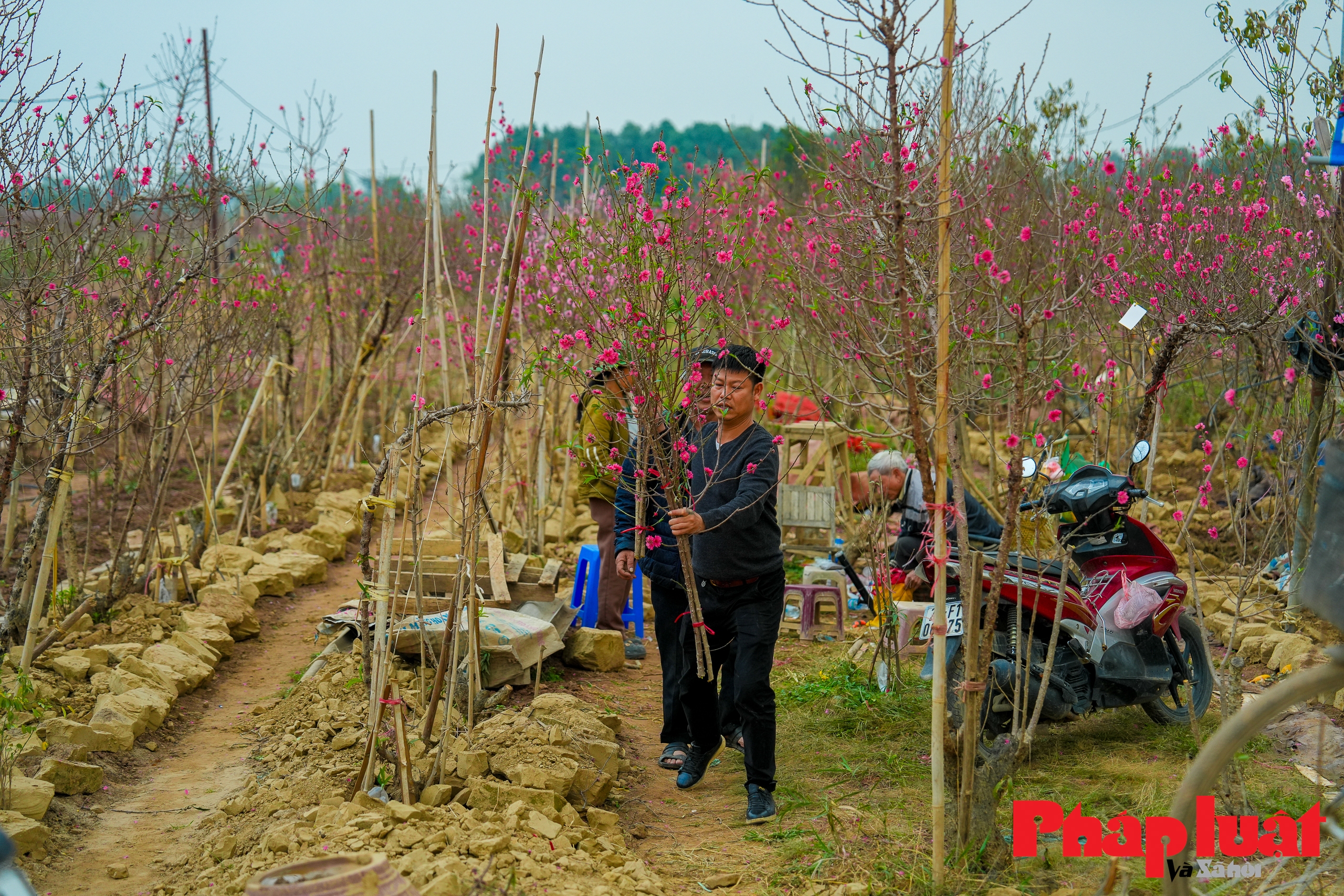 Vườn đào Nhật Tân rộn ràng những ngày cận Tết