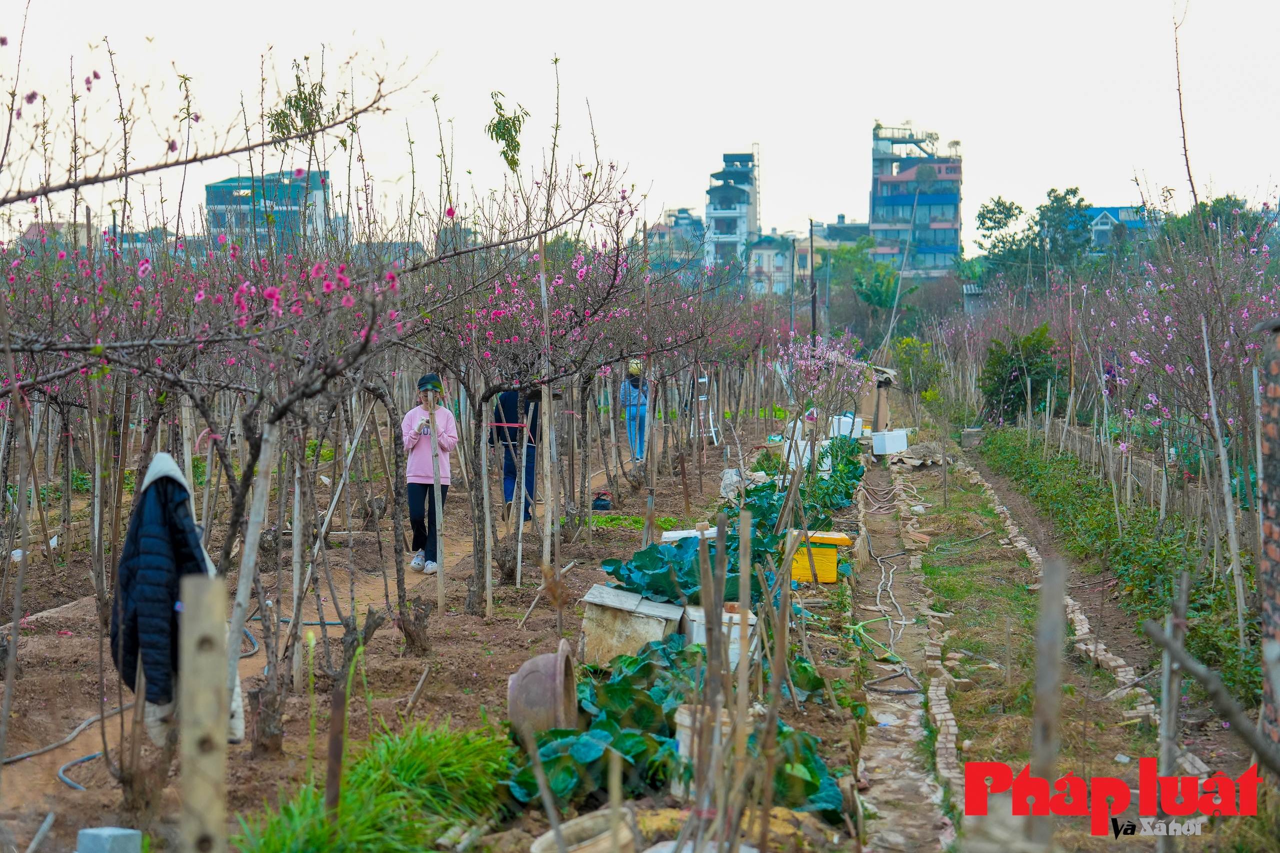 Vườn đào Nhật Tân rộn ràng những ngày cận Tết