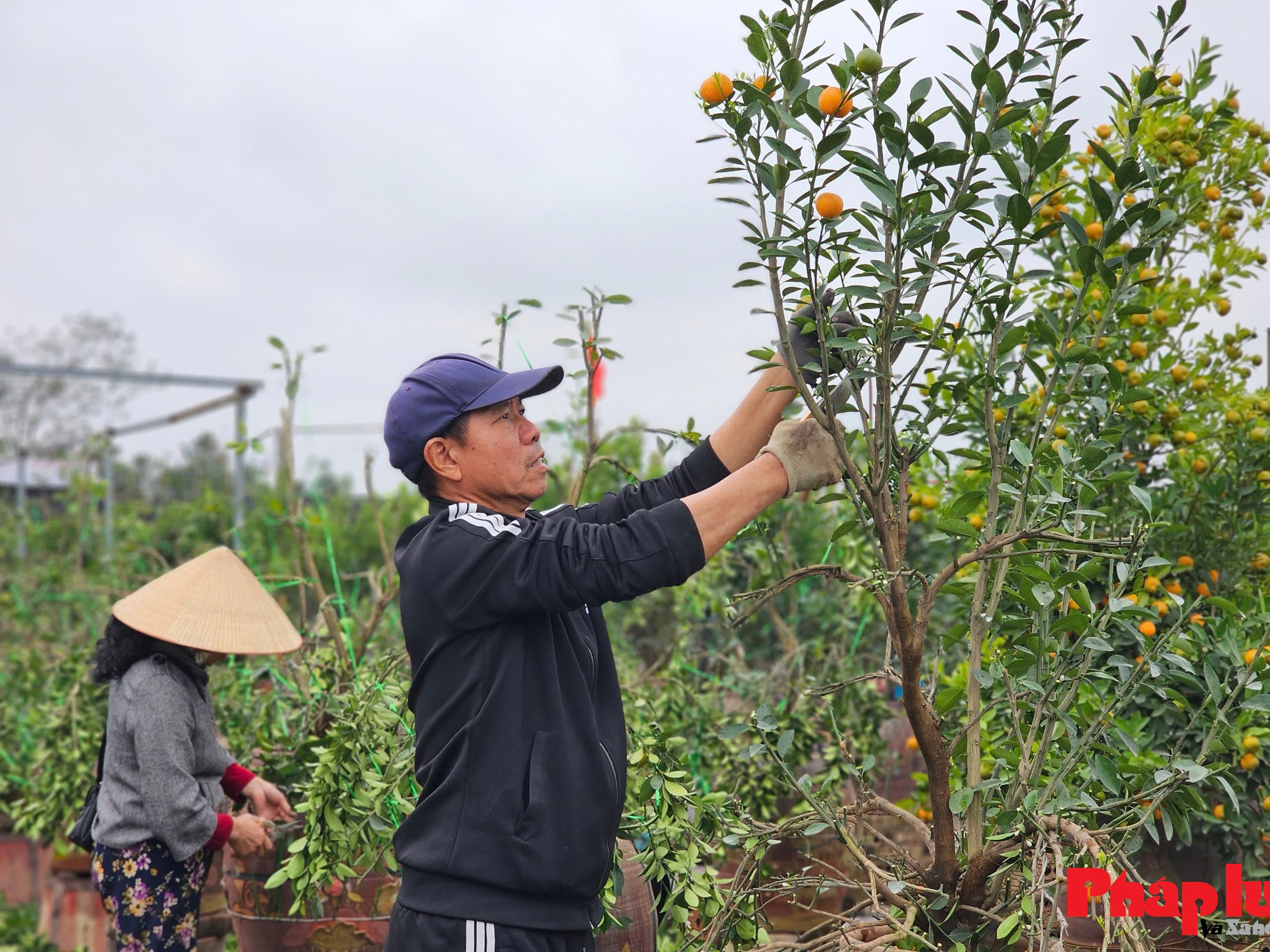 Nghề uốn dáng, tạo thế cho cây quất kiếm tiền triệu mỗi ngày