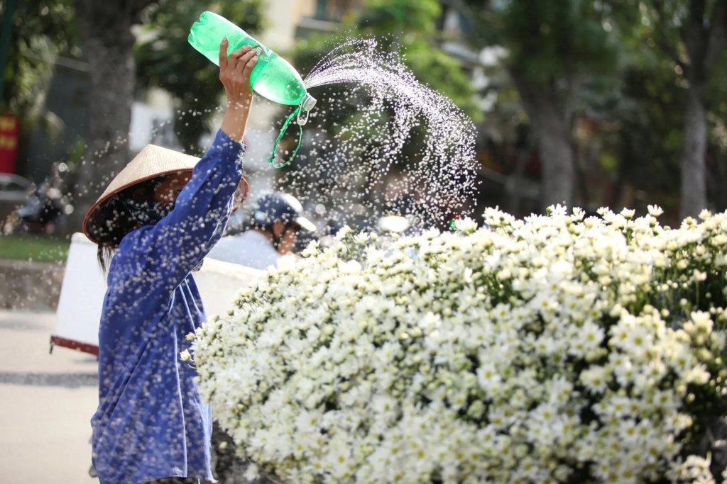 Chạm mùa cúc họa mi